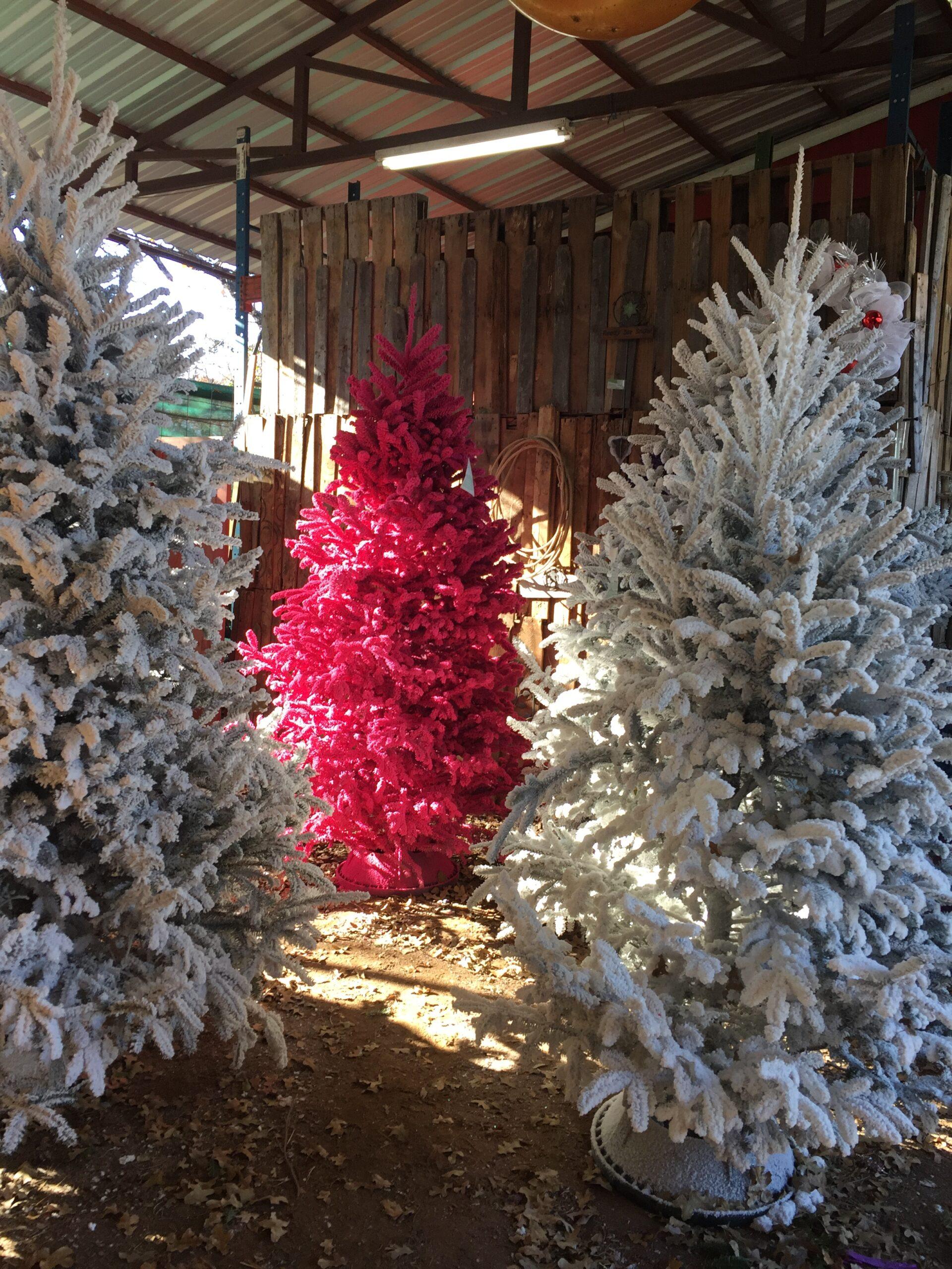 Three flocked Fraser Fir Christmas Trees, two white and one pink