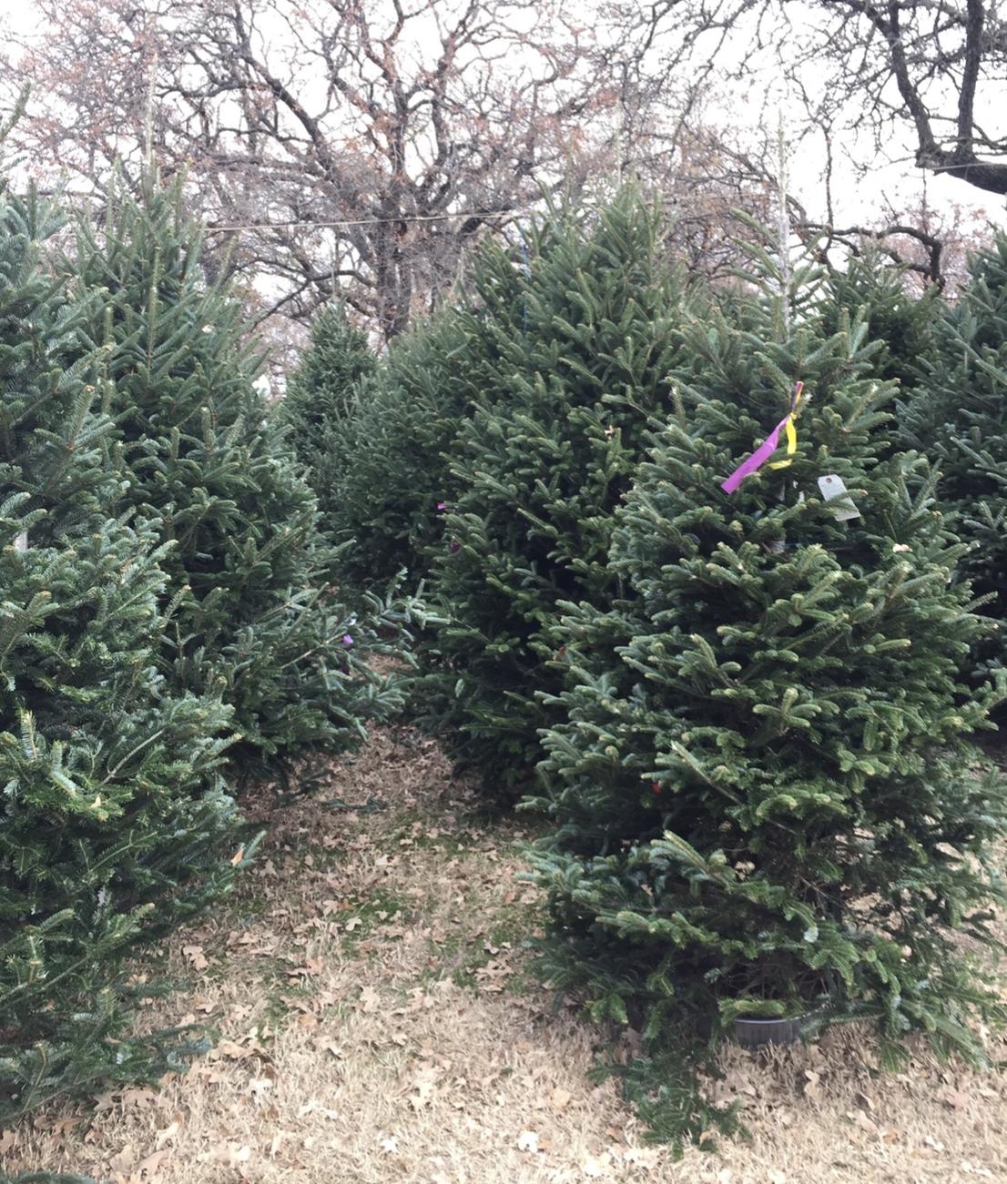 Rows of Christmas trees available at the Haynie's Green Acres farm in 2021