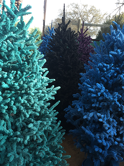 Flocked Fir Christmas Trees for sale in assorted colors (pink, purple, red,blue) at Haynie's Christmas Tree Farm